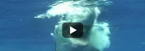 Great White Breaks Into Shark Cage