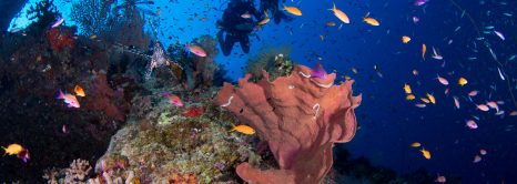 The Great Barrier Reef Dive into Adventure!