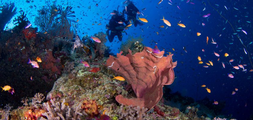 The Great Barrier Reef Dive into Adventure!