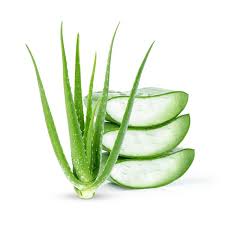 Embrace a Healthy Life with Aloe Vera: Nature’s Wonder Plant